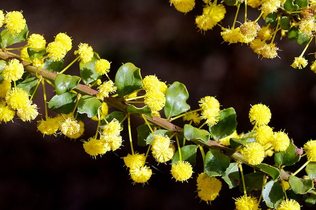Acacia acinacea