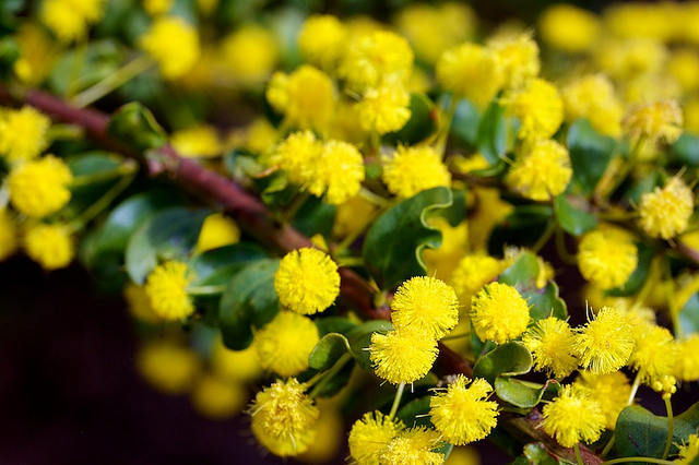 Acacia acinacea