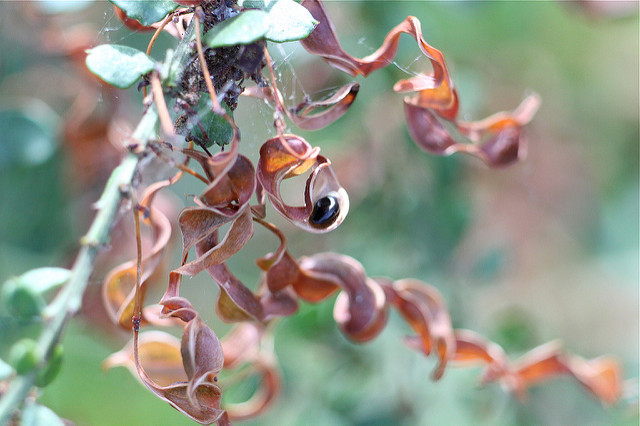 Acacia acinacea