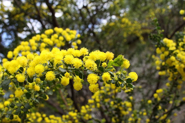 Acacia acinacea