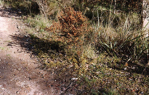 Acacia aculeatissima