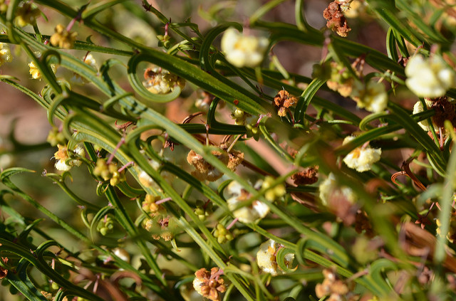 Acacia alata (Acacia alata)