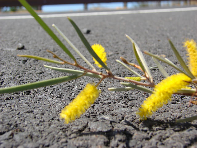Acacia aneura
