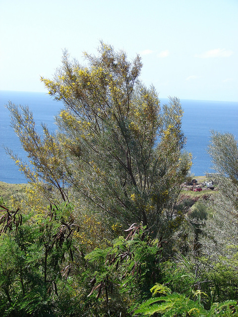 Acacia aneura