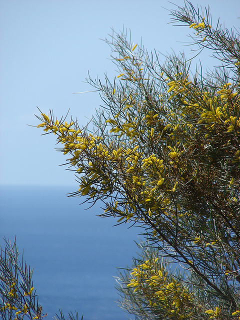 Acacia aneura