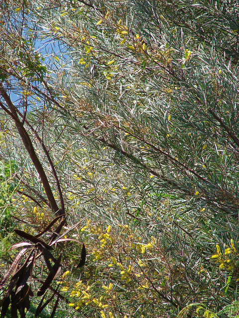 Acacia aneura