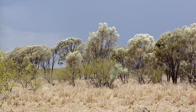 Acacia aneura