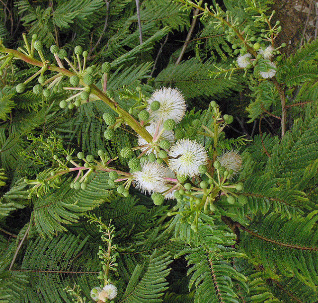 Acacia angustissima