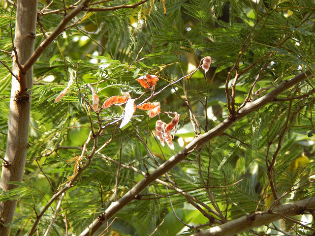 Acacia angustissima
