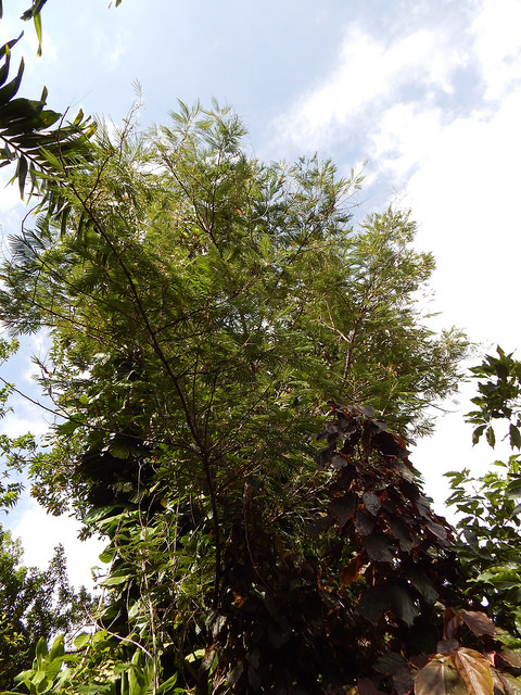 Acacia angustissima