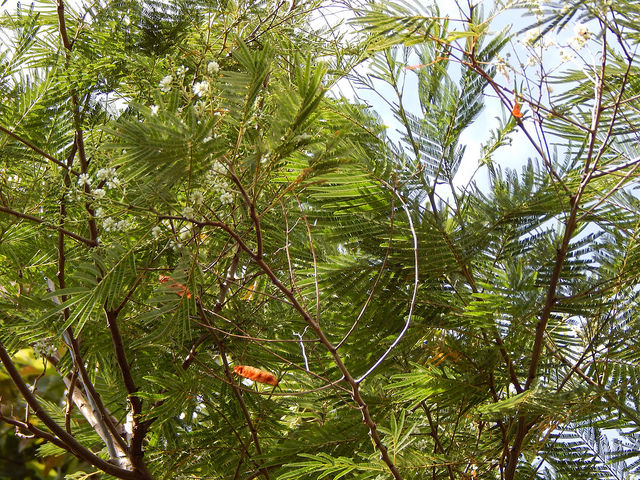 Acacia angustissima