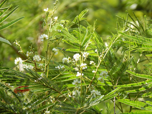 Acacia angustissima