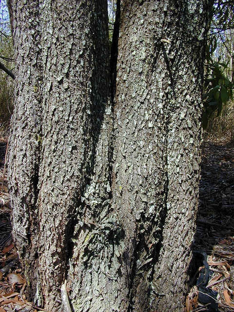 Acacia auriculiformis
