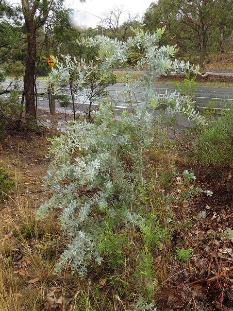 Mimosa de bailey