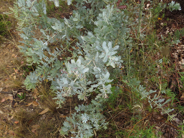 Mimosa de bailey