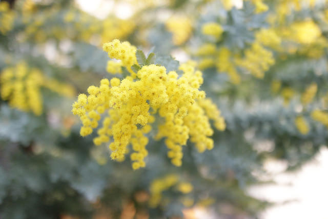 Mimosa de bailey