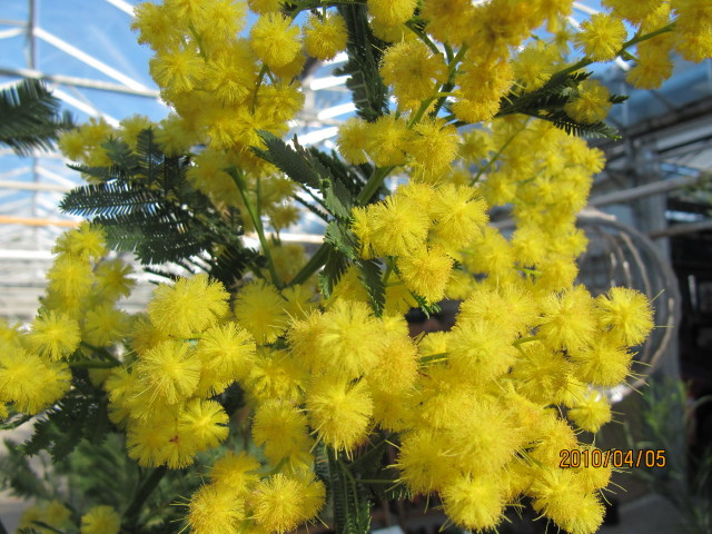 Mimosa de bailey