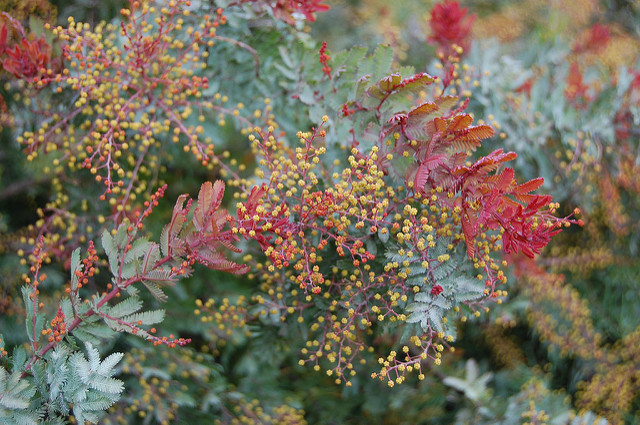 Mimosa de bailey