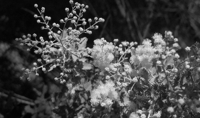 Mimosa de bailey (Acacia baileyana)