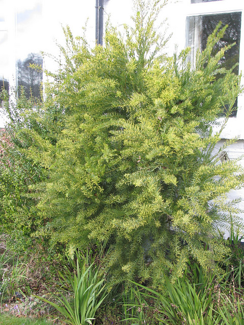Acacia de snowy river (Acacia boormanii)