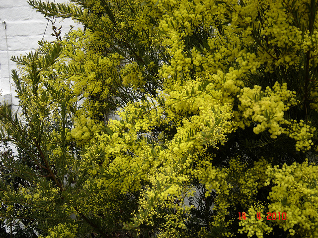 Acacia de snowy river