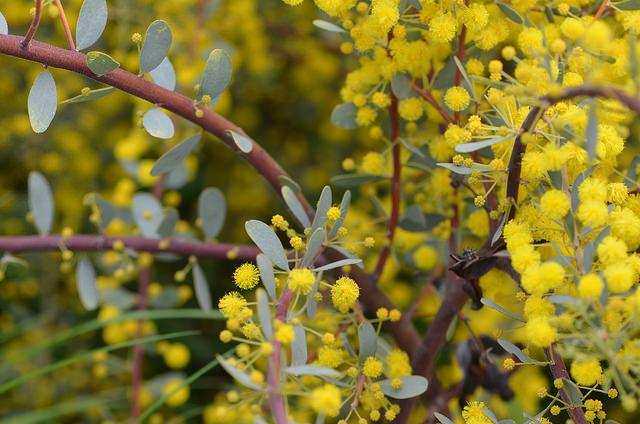 Acacia brachybotrya
