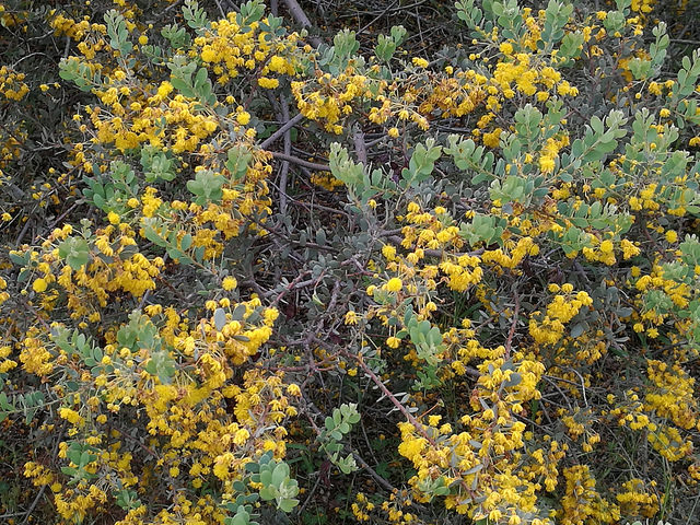 Acacia brachybotrya