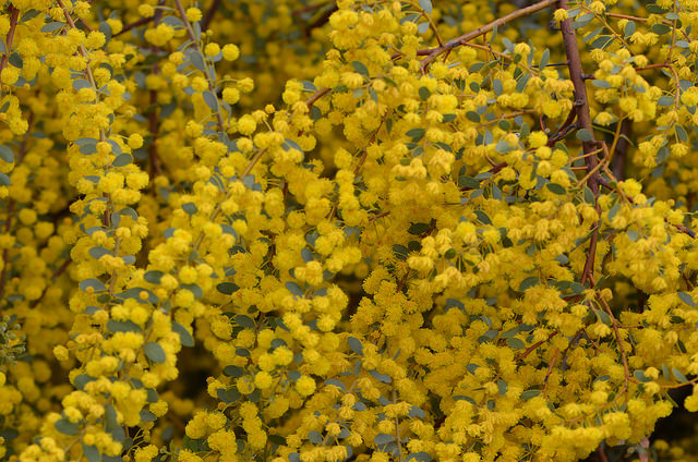 Acacia brachybotrya