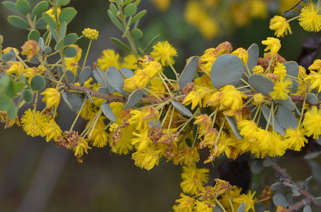Acacia brachybotrya