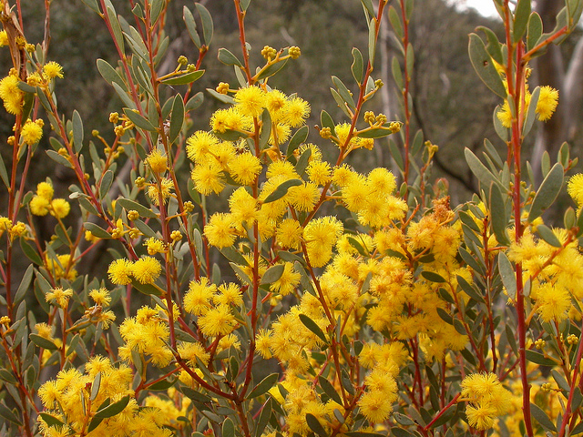 Acacia buxifolia