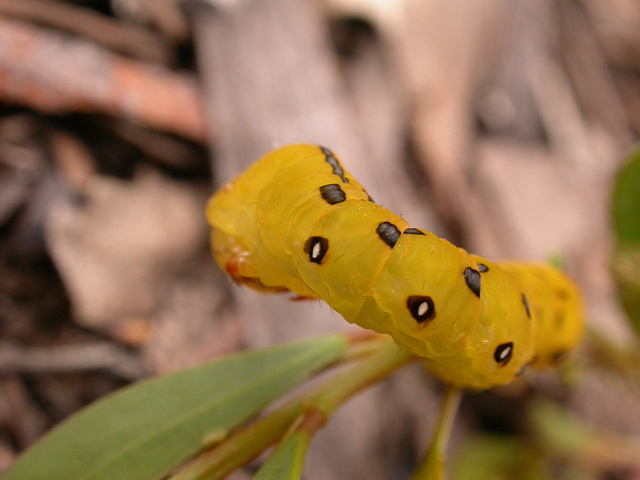 Acacia buxifolia