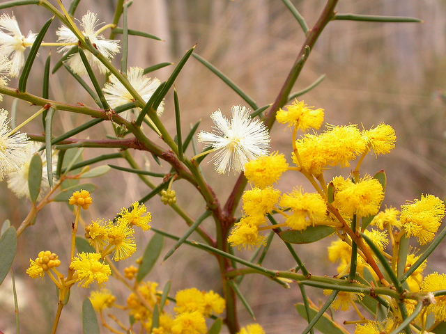 Acacia buxifolia