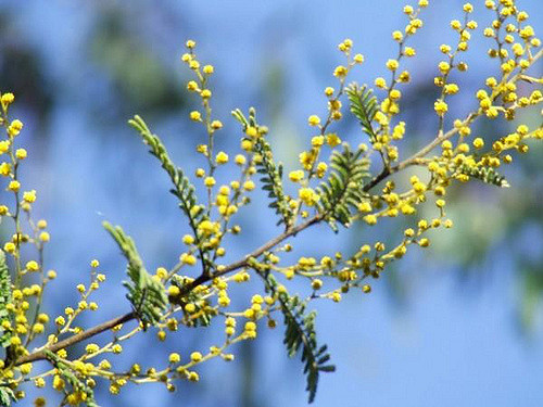 Acacia cardiophylla