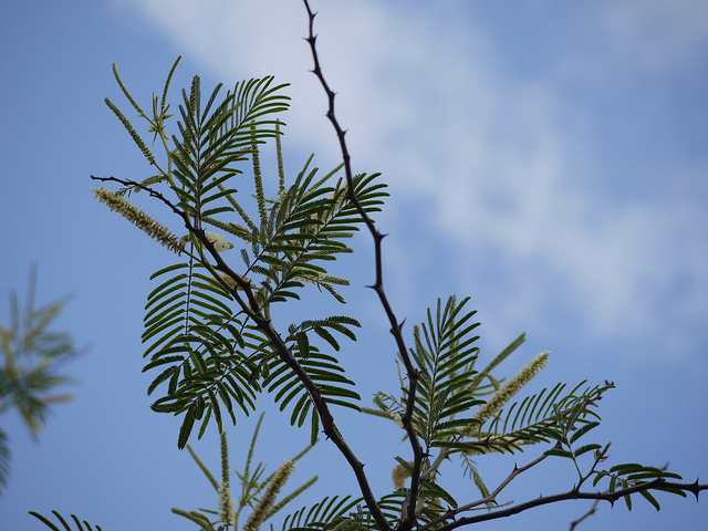 Acacia à cachou