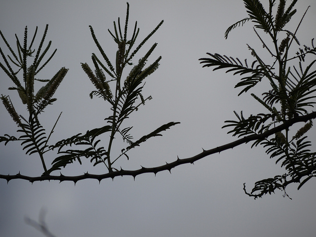 Acacia à cachou