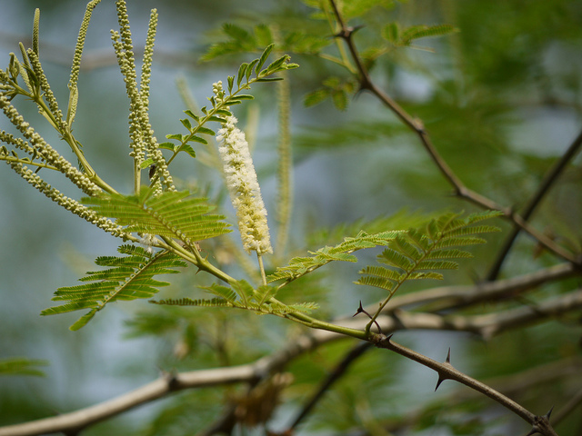 Acacia à cachou