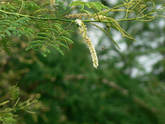 Acacia à cachou