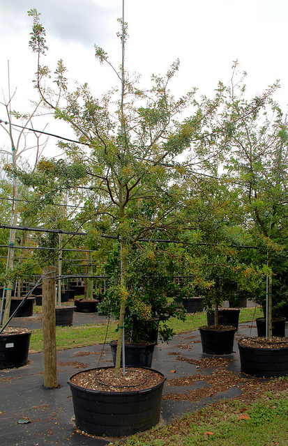 Acacia choriophylla