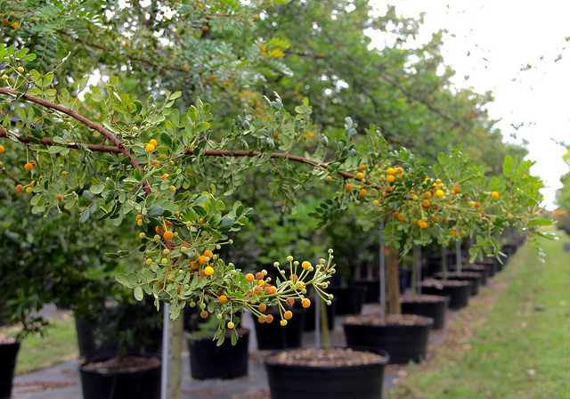 Acacia choriophylla