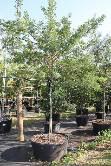 Acacia choriophylla