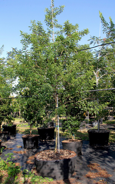 Acacia choriophylla