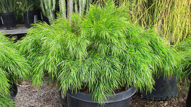 Acacia cognata
