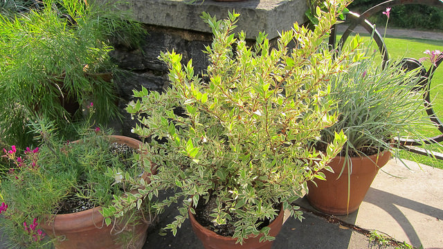 Acacia cognata