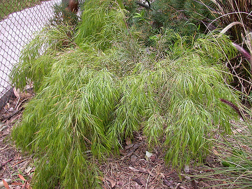 Acacia cognata