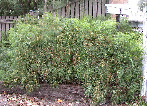 Acacia cognata