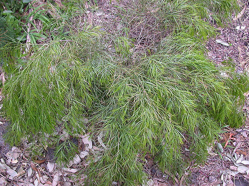 Acacia cognata
