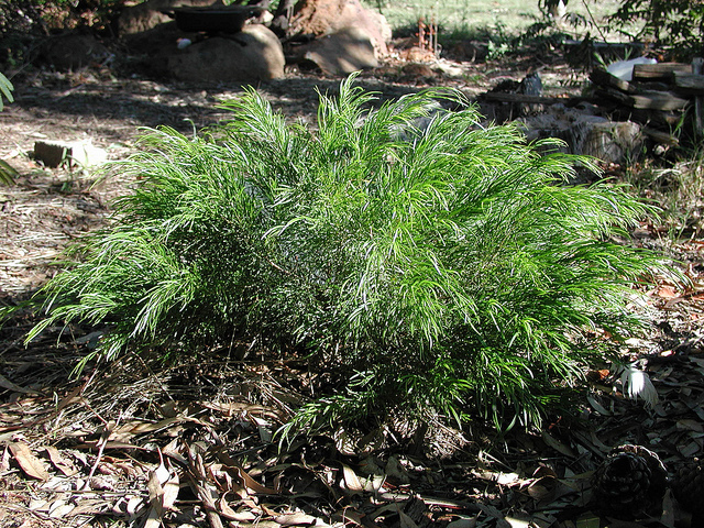 Acacia cognata