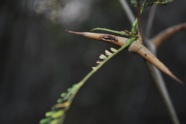 Acacia de collins (Acacia collinsii)