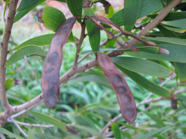 Acacia confusa