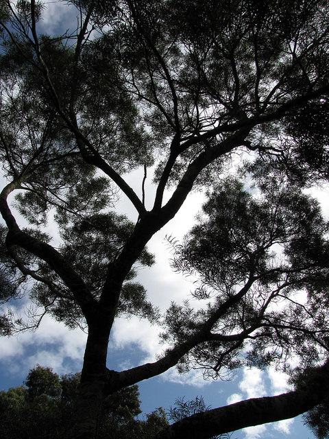 Acacia confusa